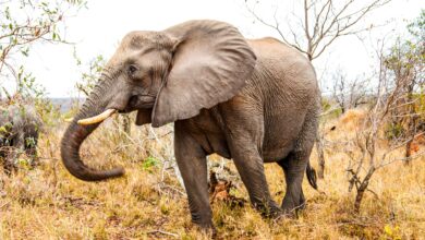 Muere un cuidador de un zoo español