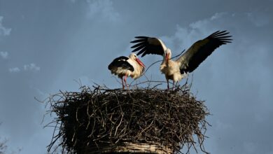 stork