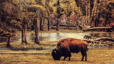 bison