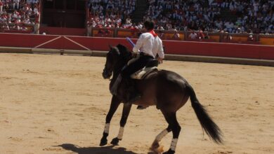 Pamplona horse