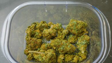 cannabis suitcase